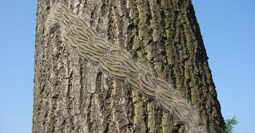 Picture showing the Oak processionary moth (OPM) 